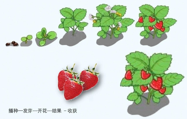【防疫科普】如何利用園藝療法保持復工后身心健康？