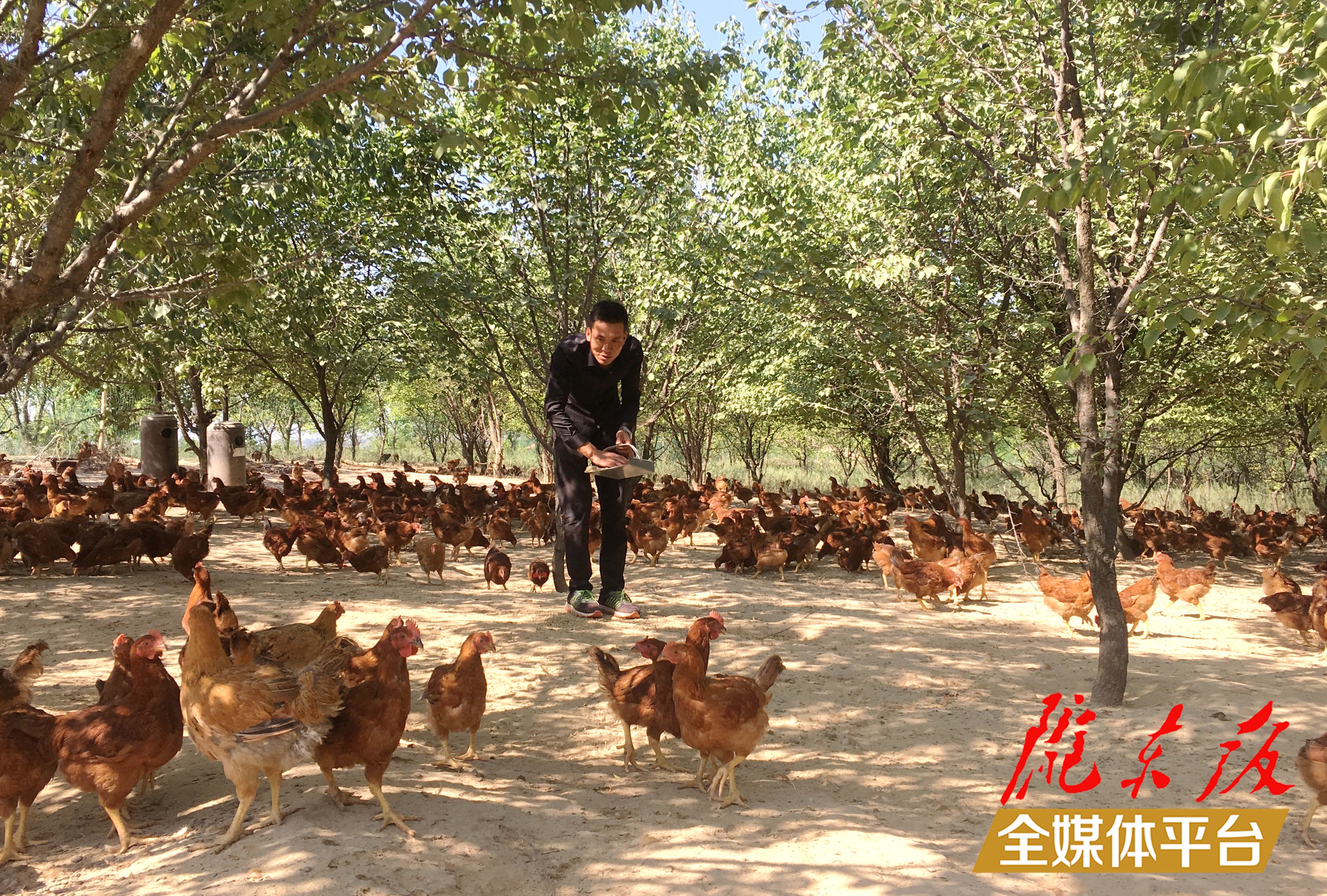 林下生態(tài)雞養(yǎng)殖。 盤小美 攝