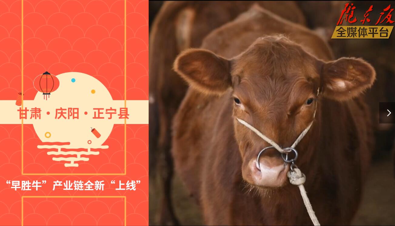 【慶陽視頻】目標20萬頭！正寧縣打造西北肉牛養(yǎng)殖大縣