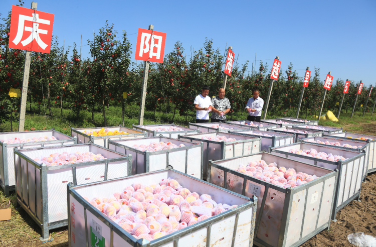 9月20日，慶陽海越農(nóng)業(yè)發(fā)展有限公司早勝基地蘋果喜獲豐收，吸引了外地客商前來采購。圖為客商正在查看果品。特約攝影 李建琪 攝