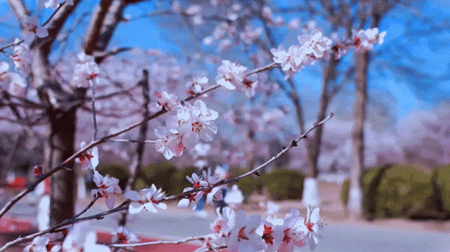 慶陽(yáng)的春日，舉目晴明，一路春暖花開(kāi)