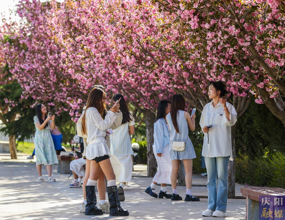 【攝影報道】 春日西峰，櫻花如詩，市民共赴浪漫花事