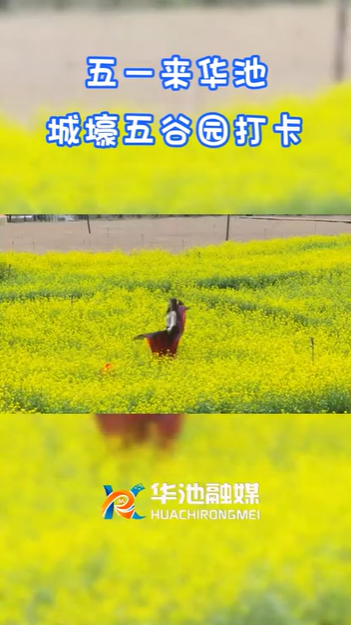 【五一游慶陽】歡迎來華池城壕五谷園打卡?。?>

                        <div   id=