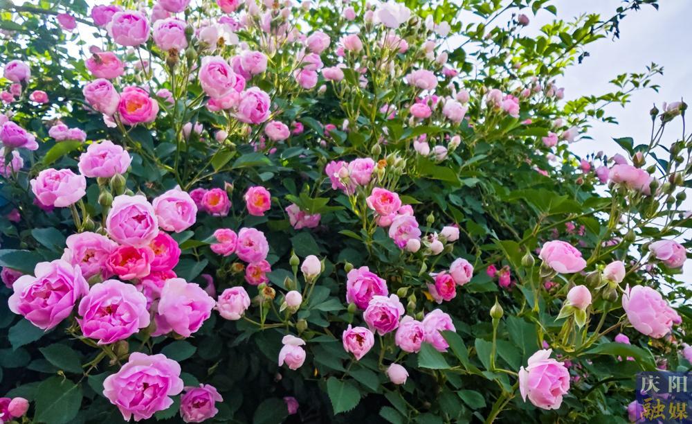 【攝影報(bào)道】薔薇花開(kāi)！邂逅夏日的浪漫