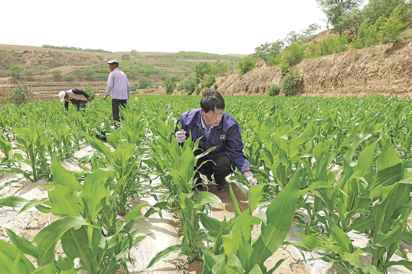 村民搶抓墑情，全力投入玉米管護(hù)、缺苗補(bǔ)種等農(nóng)事當(dāng)中