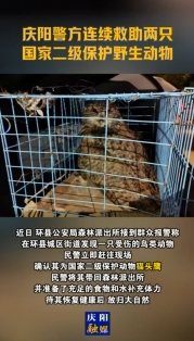 慶陽警方連續(xù)救助兩只國家二級保護野生動物